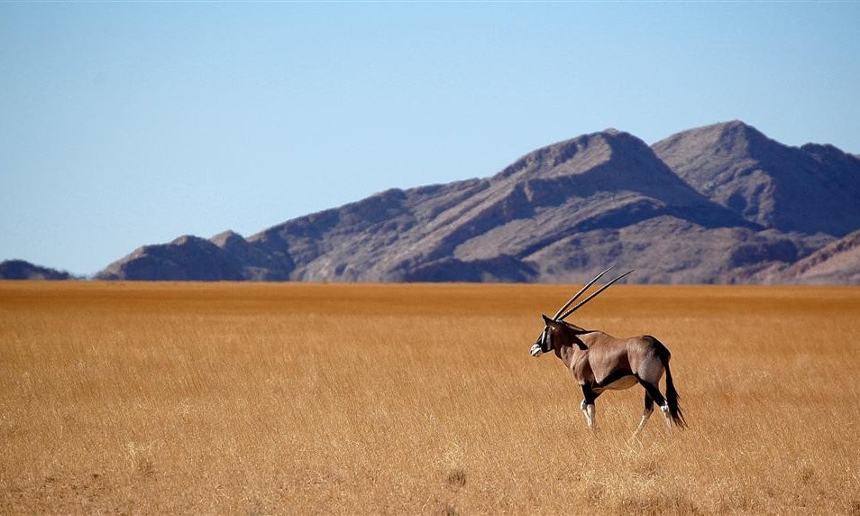 Puščavski safari: gazela oryx