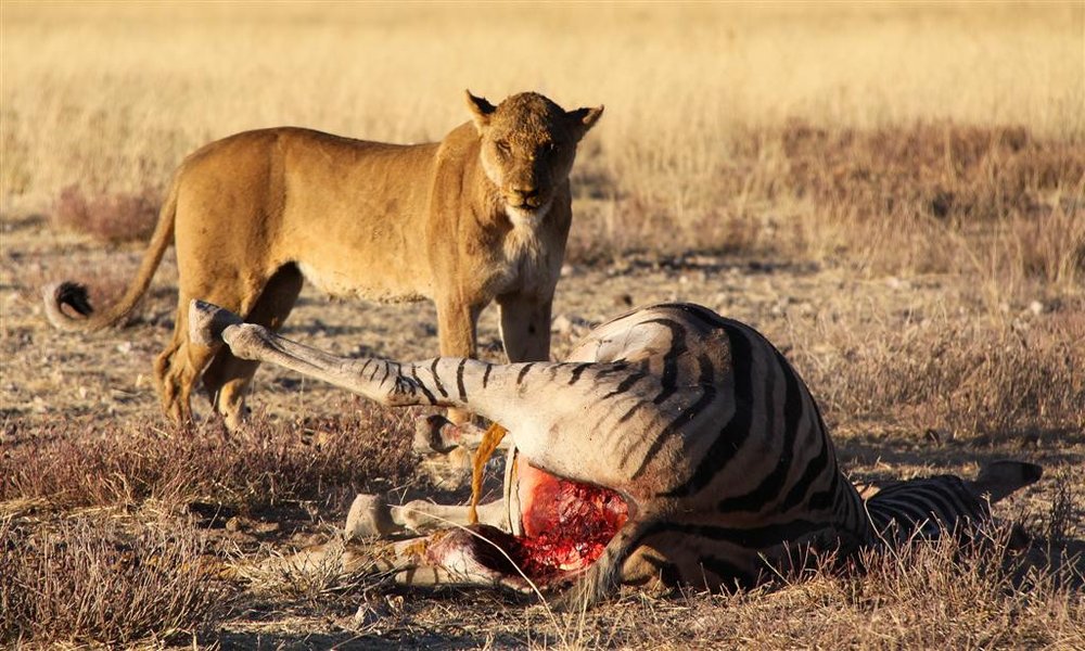 Lov na plen, sredi dneva