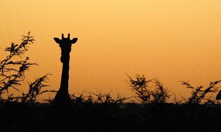 Silhuete najvišjih prebivalcev Afrike