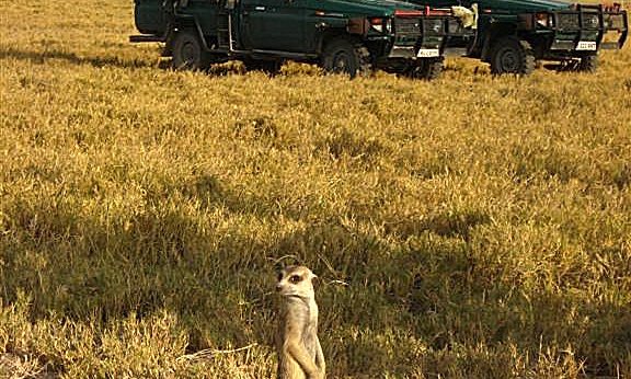 Safari ob slanem jezeru in meerkat, Bocvana