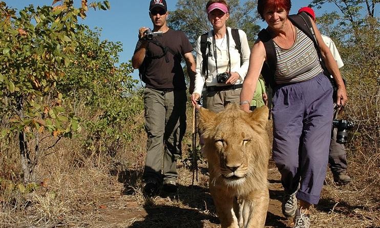 Hoja z levi, safari na malo drugačen način, Zimbabve