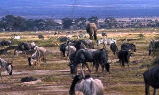 Safariji na tem delu sveta upravičeno veljajo za najboljše