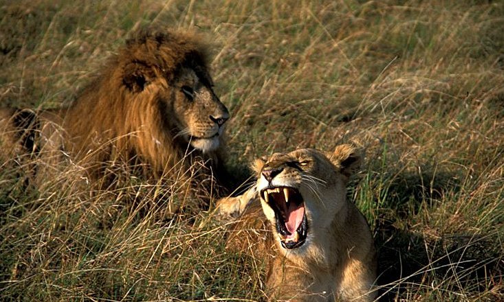 Dvorjenje kralja živali