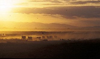 Velike črede slonov so tipične prevsem za Amboseli