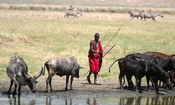 Eno izmed vasi ljudstva Masaijev obiščemo