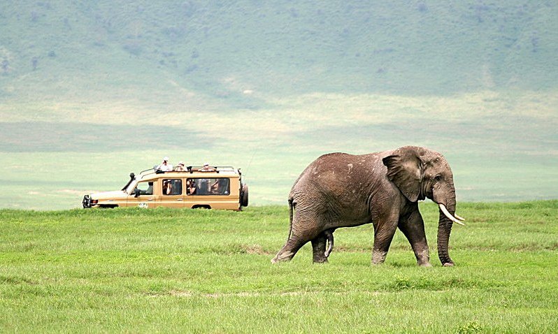 Safariji v Ngorongoru in Serengetiju veljajo za najboljše na svetu