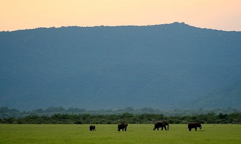 Zdi se, da je v krater Ngorongoro Noe ujel vse vrste živali