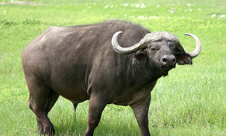 Najbolj nevarna lovska trofeja, afriški bivol