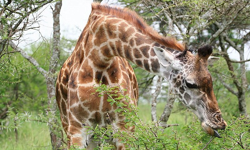 Najvišji prebivalci parkov