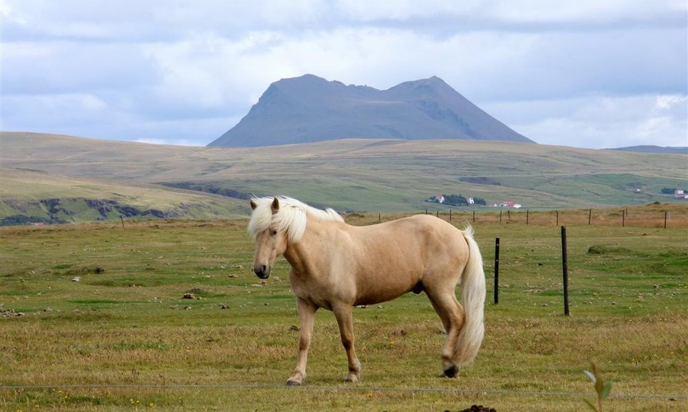 Islandski konji