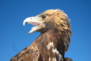 Treking po zahodni Mongoliji - 1983.bmp