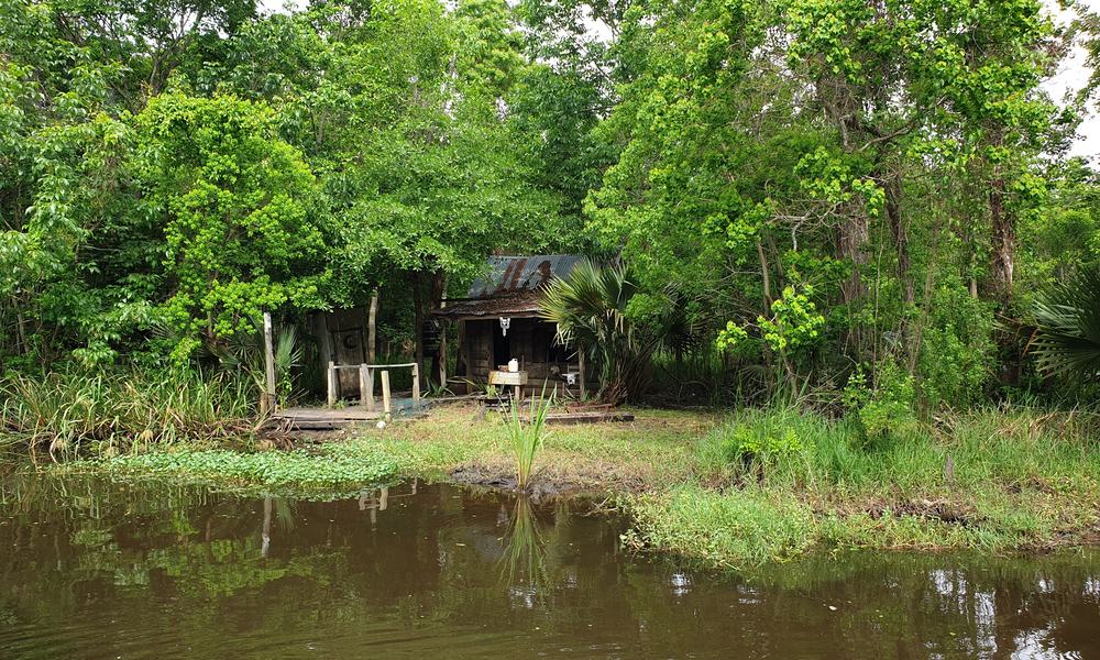 swamp