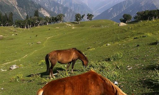 Kašmirska zelena - dobrodošel kontrast visokogorski puščavi v Ladaku