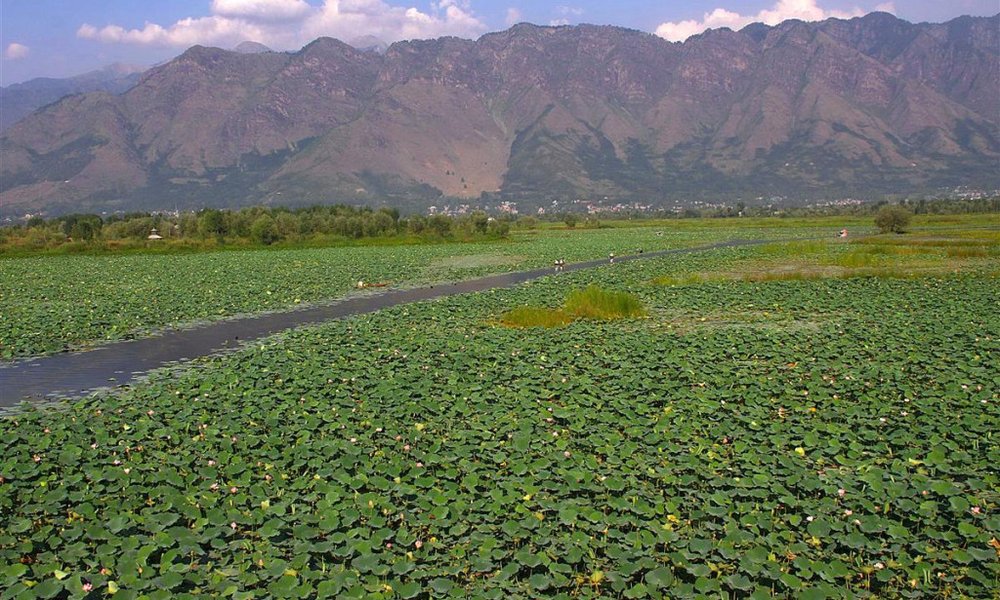 Vrtovi lotusa na jezeru Daal