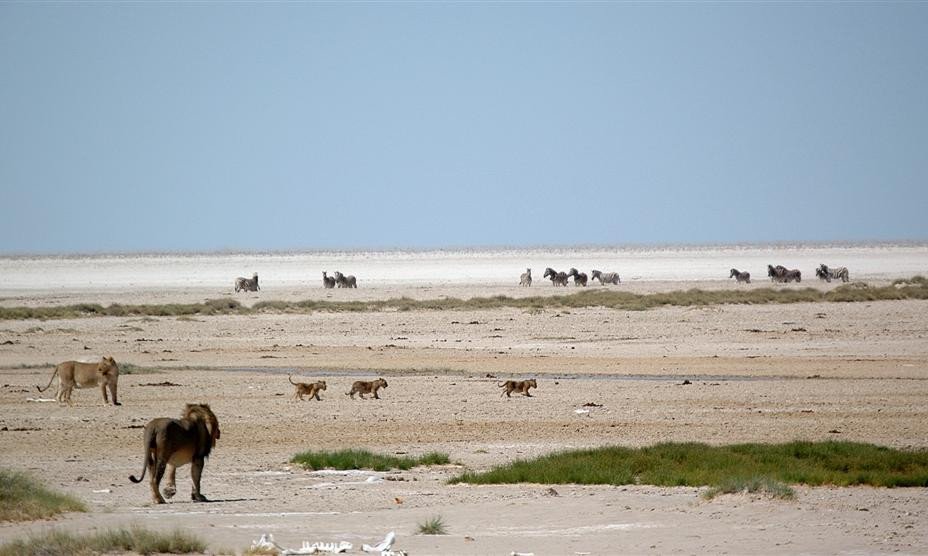 Družina predatorjev