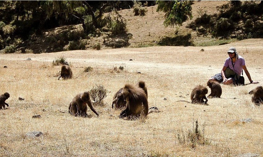 Čiliranje z dželadami