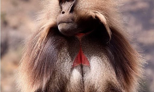 Samec travojedih dželad