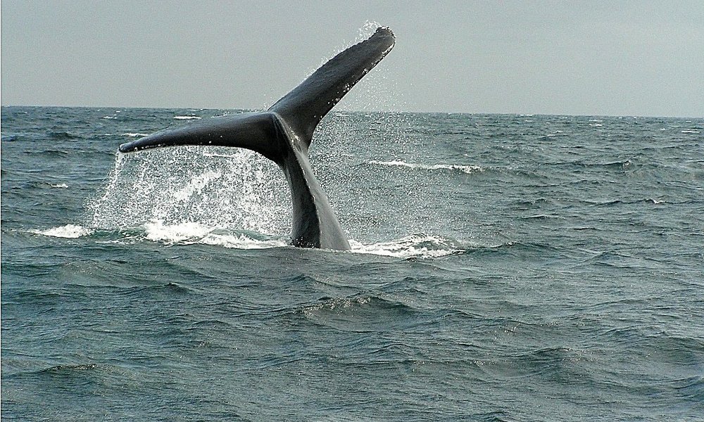 Kiti grbavci v Puertu Lopez