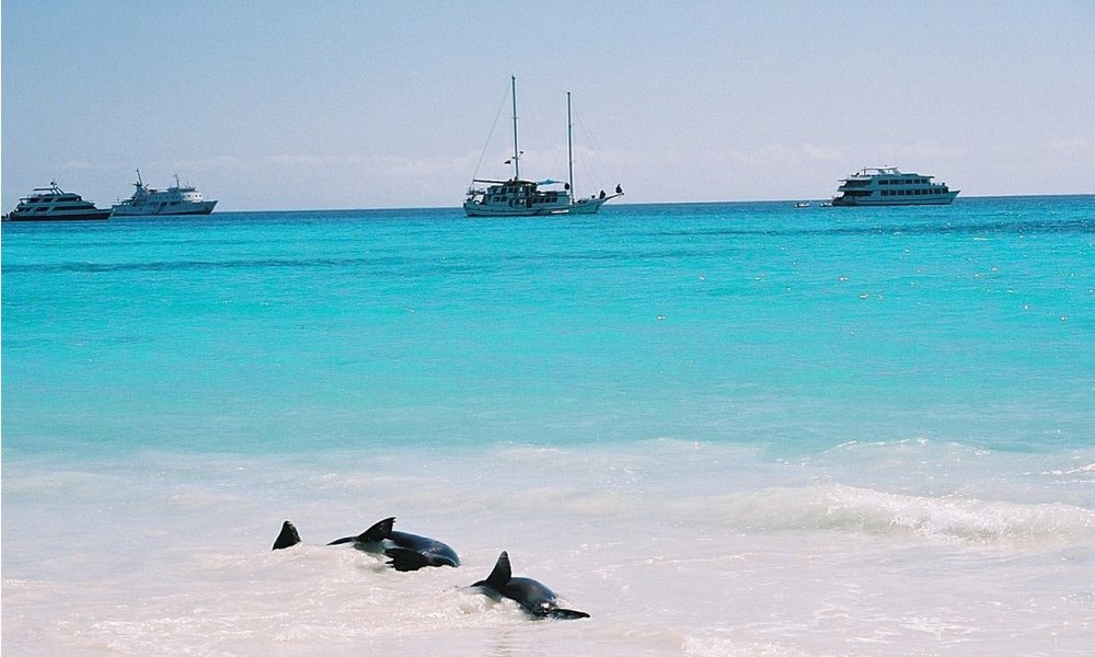 Delfini na Gallapagosu