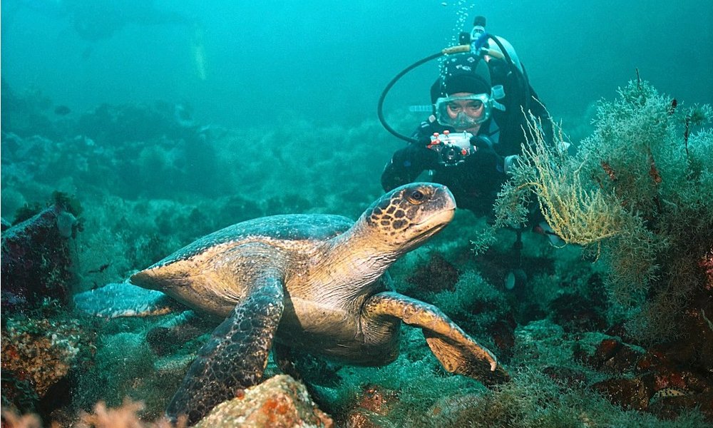 Potapljanje na Gallapagosu