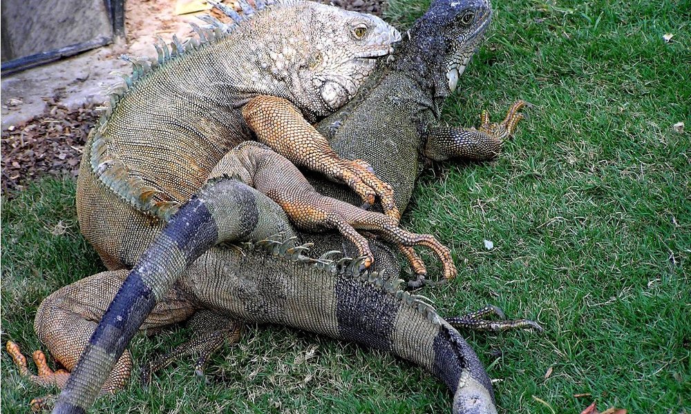 Ljubezen in rokenrol, Darwin stajl