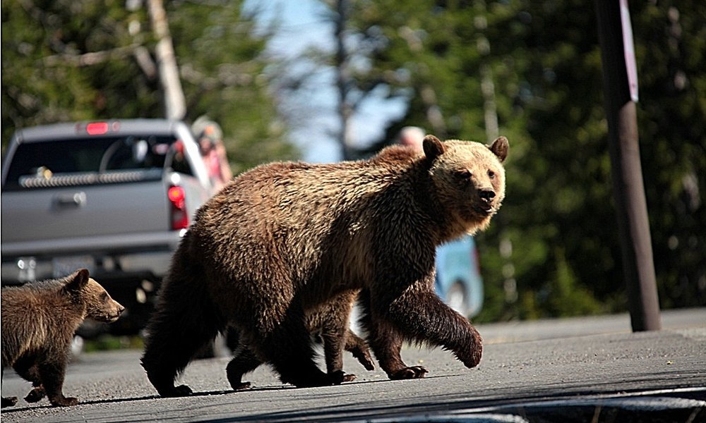 Oooops, živali imajo prednost