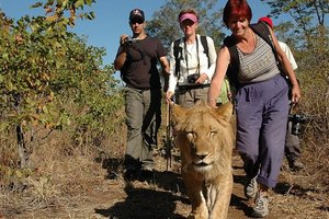 Hoja z levi v Zimbabveju