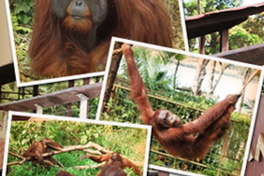 Moja in tvoja Indonezija - 3191.jpg