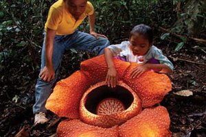 Moja in tvoja Indonezija - 3192.jpg