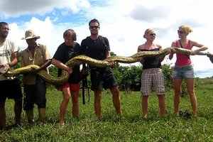 Uspešen lov na anakondo, Venezuela