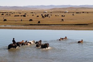 Jahanje in prečenje rek, Mongolija na poti v močvirni del