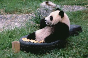 Čil aut panda, Kitajska