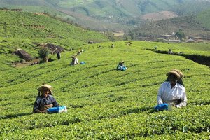 Plantaže čaja na jugu Indije