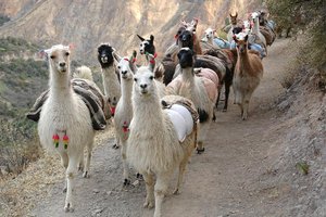 Na poti v kanjon Colca, Peru