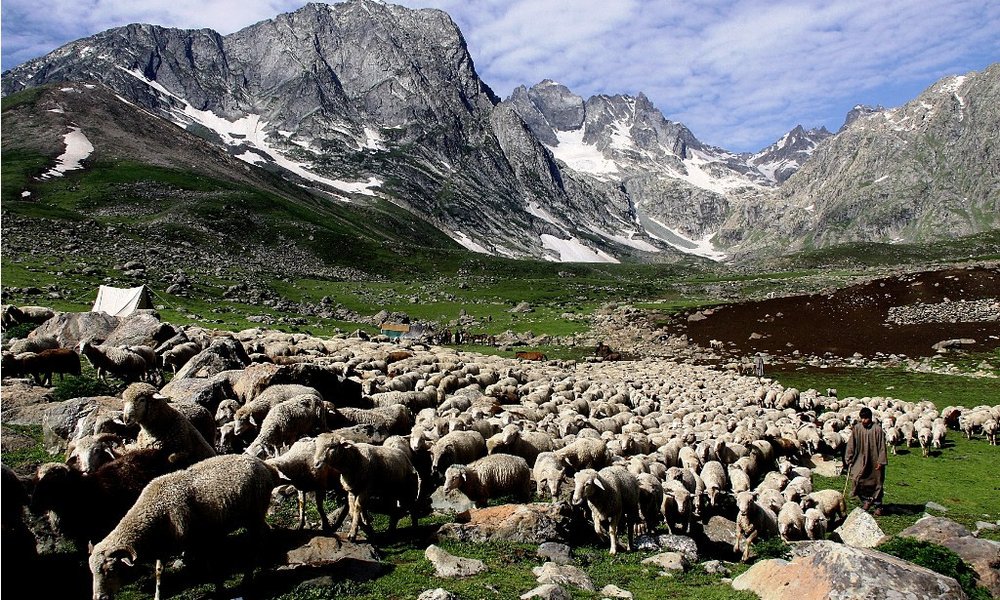 Če ne moreš zaspat, so tu ovce...