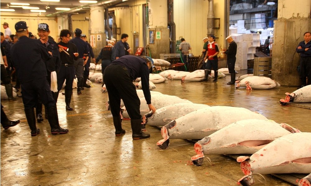 Licitacija tune na tržnici Tsujiki, Tokyo