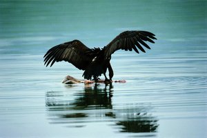 Arnetova Indija - 3608.jpg