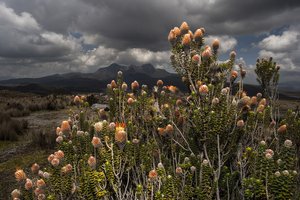 Ekvador in Gallapagos - 3619.jpg