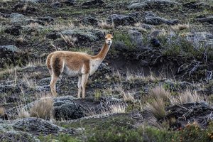 Ekvador in Gallapagos - 3620.jpg