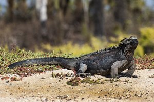 Ekvador in Gallapagos - 3621.jpg