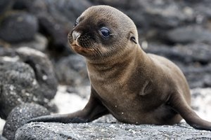 Ekvador in Gallapagos - 3623.jpg