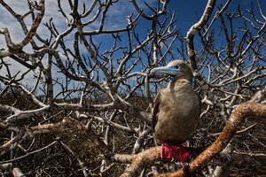 Ekvador in Gallapagos - 3624.jpg