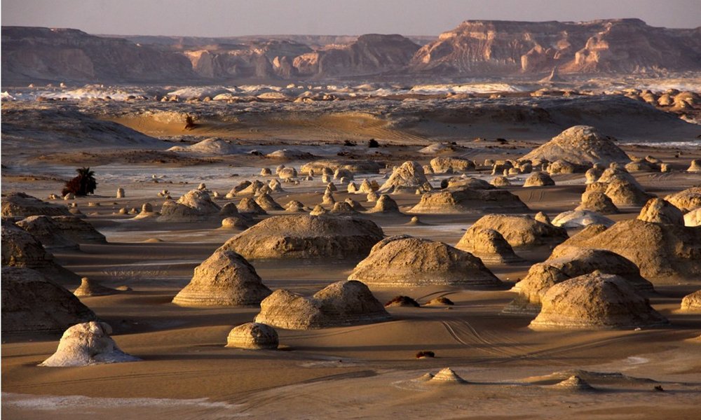 Prav neverjetno je, kako se lahko puščava v enem dnevu spremeni