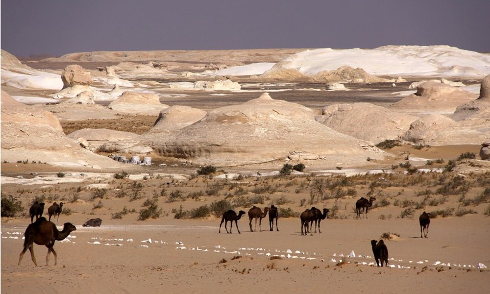 Kamele v Beli puščavi