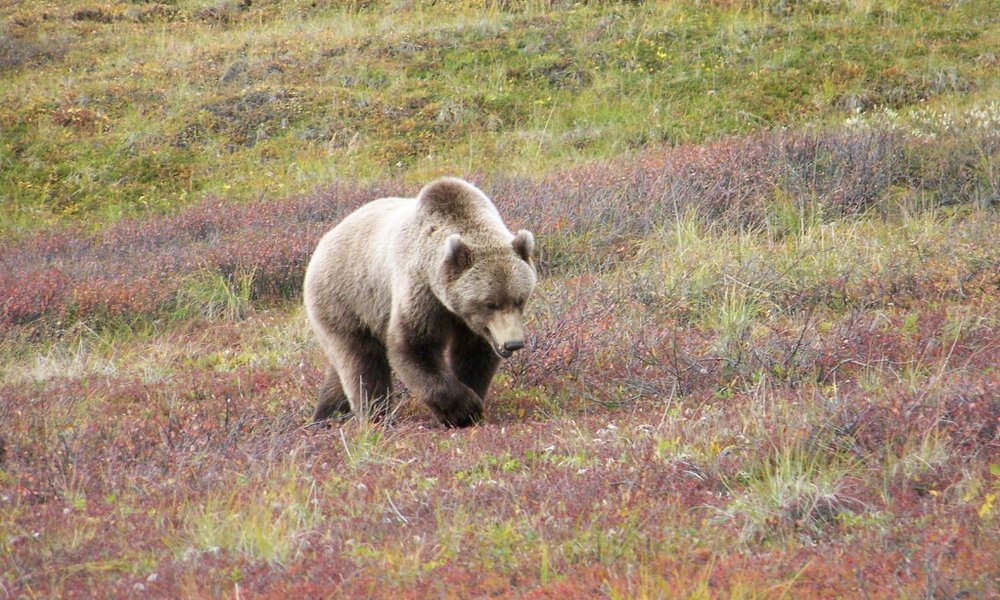 Grizli, morda najbolj zanimiv foto ulov kar se divjega živalstva tiče