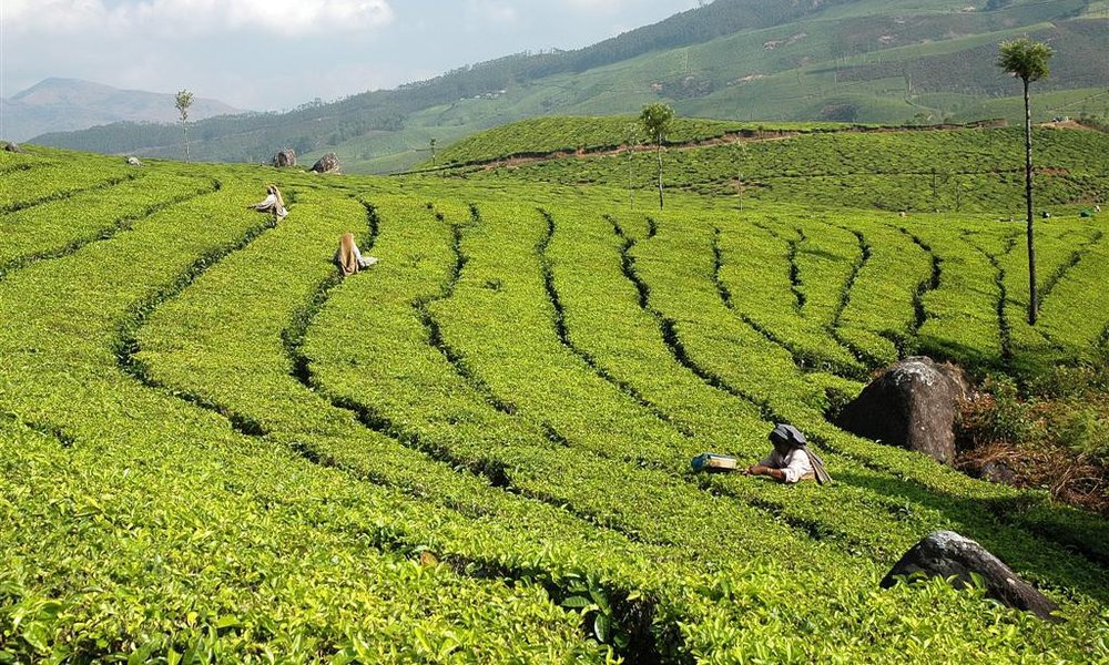 Plantaže čaja v Munnarju