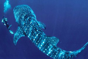 Filipini in Mongolija (tudi s konji) - 3921.jpg