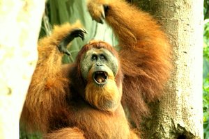 Maroko, Sumatra, Kašmir in Ladak, Huayhuash - 3964.JPG