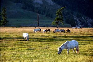 Mongolija ter Nepal s Tibetom - 4153.JPG