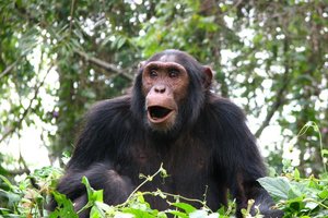 Namibija, Bocvana in Zimbabve + Uganda in Tanzanija - 4186.jpg